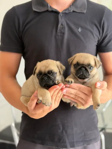 Filhote de Pug 