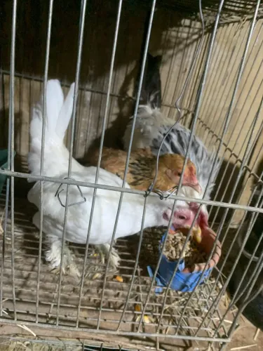 Vendo lote de animais 