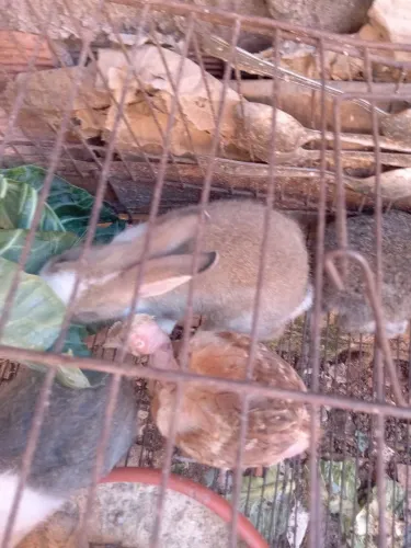 Vemdese coelhos filhotes
