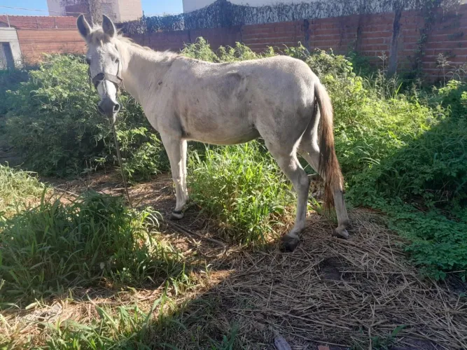 Burra pra vender com carroça 