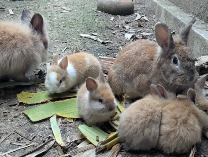 Coelhos - Filhotes