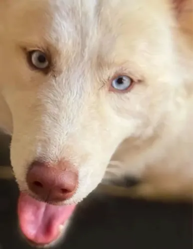 Fêmea próxima ao cio husky siberiano