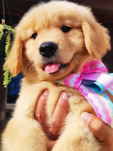 Golden Retriever filhotes disponível
