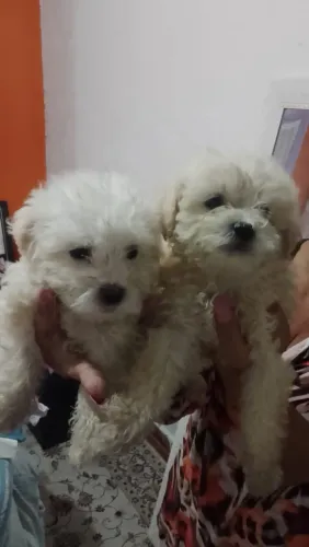 Filhotinhos macho de poodle toy disponíveis 