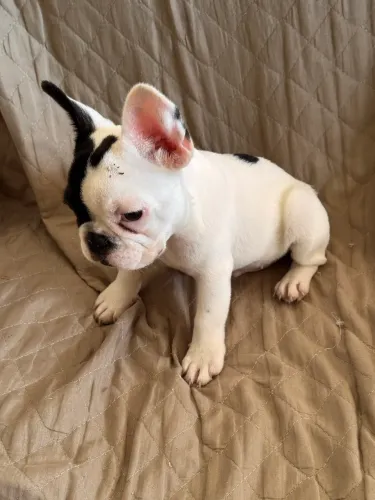 Filhote buldogue Francês macho