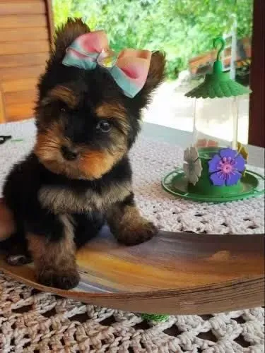 Yorkshire a melhor torcida e com um doguinho no colo