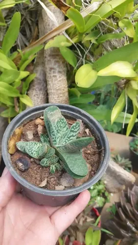 Suculentas e cactos