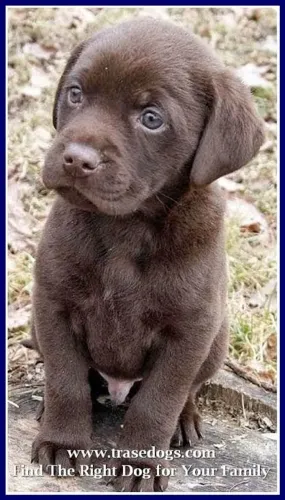 Labrador famosos pela beleza 