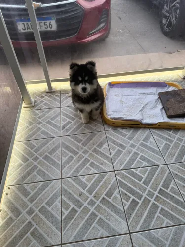 Husky siberiano adestrado 