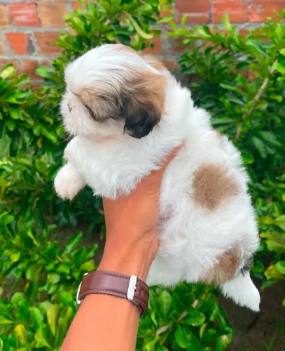 Shih tzu padrão europeu - filhotes com boa genética