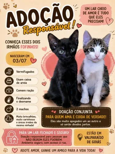Doação dois gatinhos filhotes irmãos