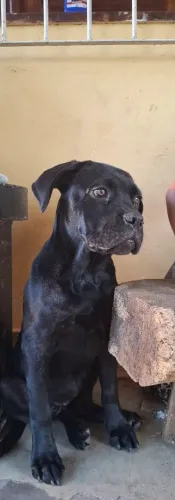 VENDO FILHOTE DE CANE CORSO