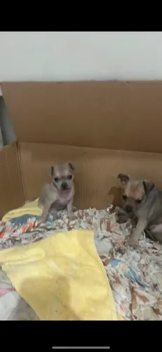 Cachorro Pinscher macho