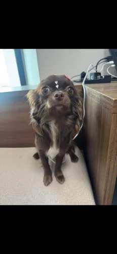 Chihuahua