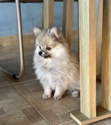 Spitz alemão 