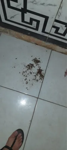 Dedetização,desinsetização,descupinização,detetizacao