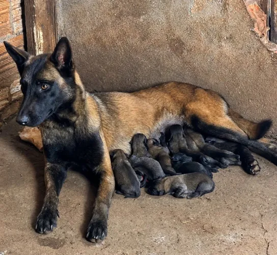 Filhotes de pastor Belga Malinois
