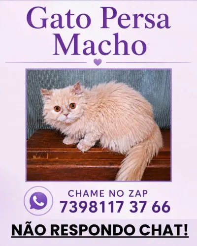 Gato Persa macho( VENDO) zap * 