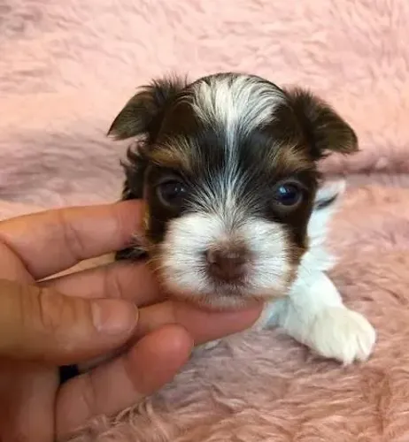 Biro terrier macho relâmpago promoção