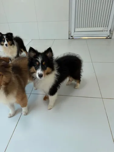 Pastor de shetland fêmeas pelagem tricolor com pedigree CBKC, excelente padrão
