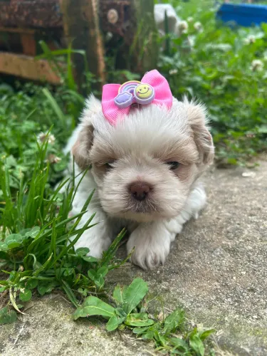 Shihtzu fêmea olhos claros