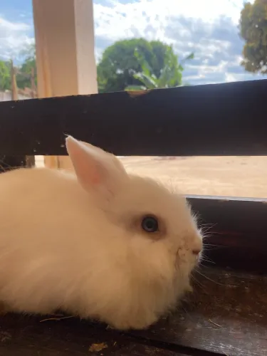 Mini lion 