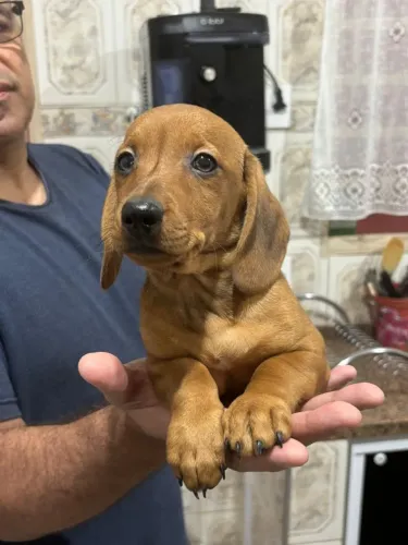 Lindo filhote de Basset Dachshund