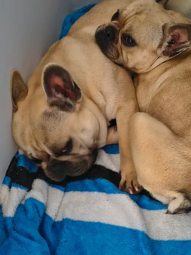 Buldogues