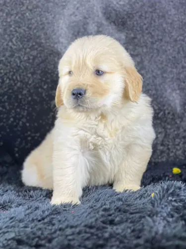 Golden Doação Urgente