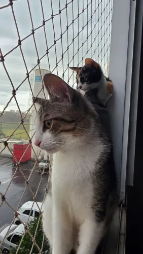 Gatinhos para adoção