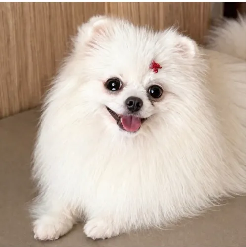 Lulu da pomerania 