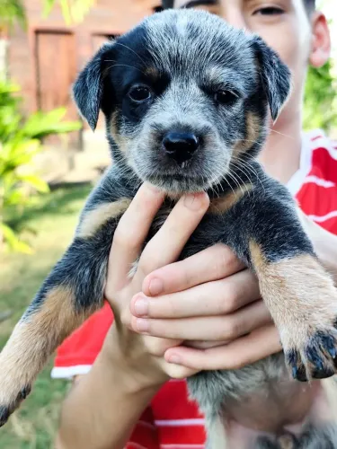 Filhotes de Blue Heeler 
