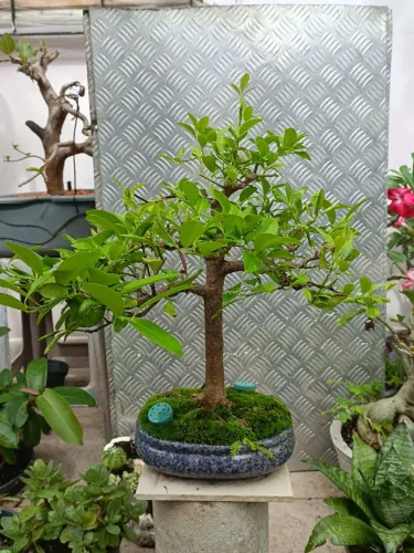 Pré-bonsai de Laranja - 4 anos