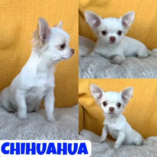 Chihuahua Pêlo Longo Macho aqui no Puppy Stop