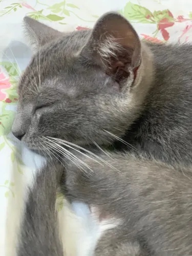 Gato para doação 