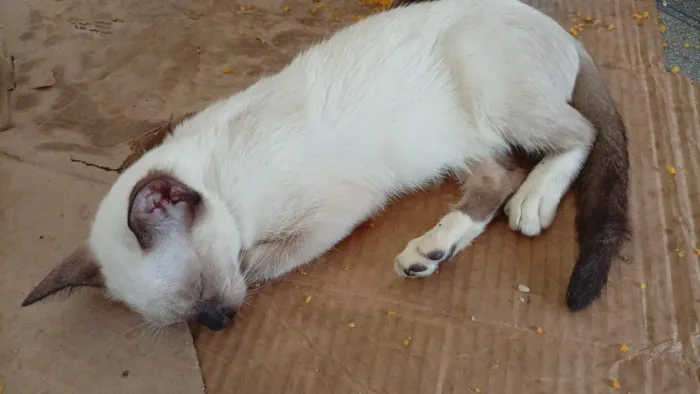 Doa-se gatos