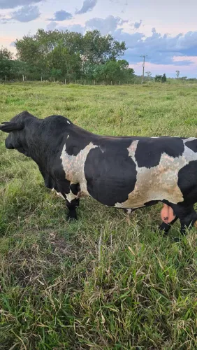 Mini vaca / criação/ criatorio