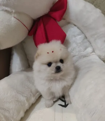 Filhote de Lulu da Pomerânia micro anão