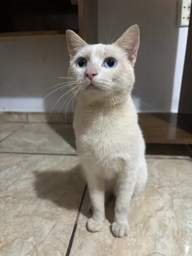 Doa-se gato muito dócil e dorminhoco