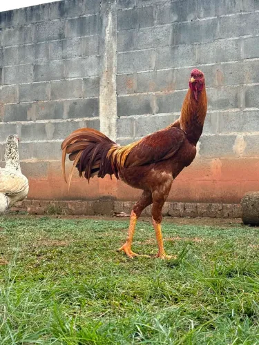 Galo crista bola