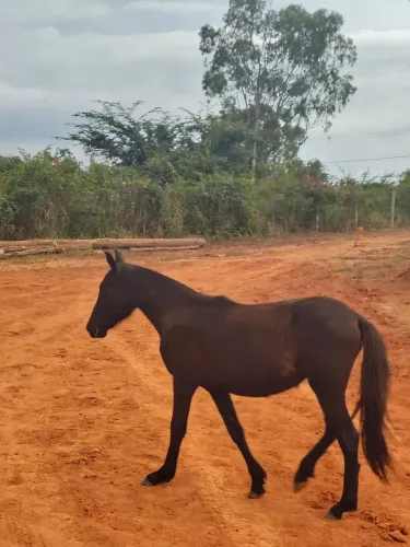 Podra 