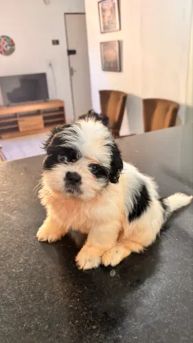 Filhotes de Shih-Tzu 