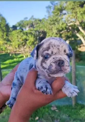 Buldogue francês