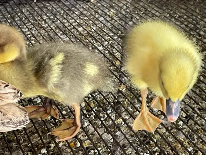 Patinhos