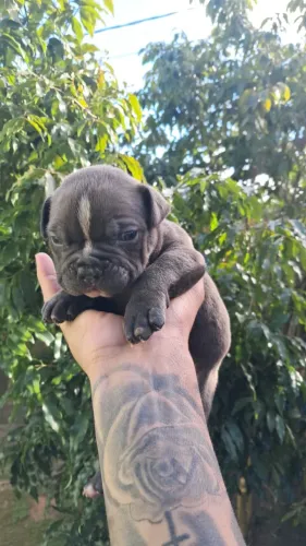 Cachorro da raça pit bull