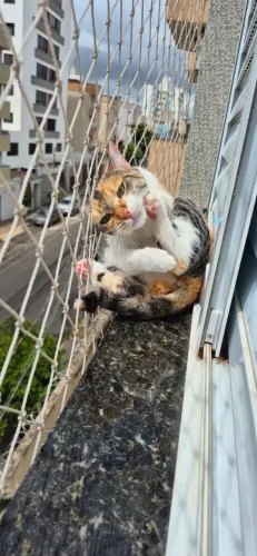 Gato para adoção
