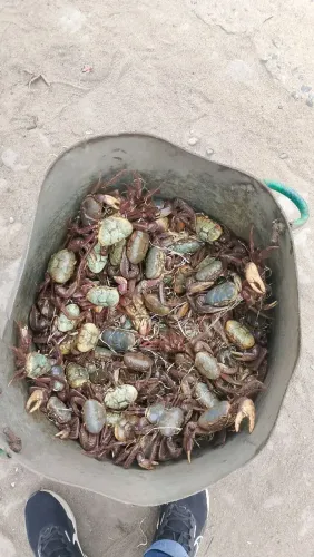 Vendendo de caranguejo ?