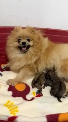 Spitz Alemão Anão (Lulu da Pomerânia) Para doação apenas!!