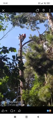 Corte e podas de árvores em geral.