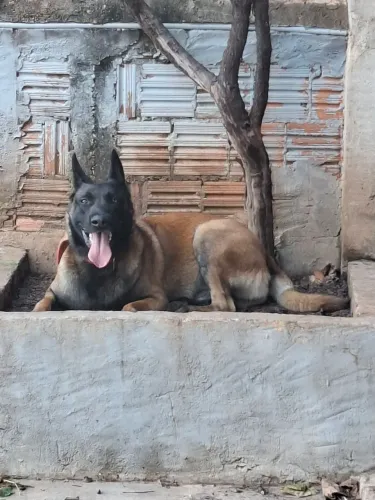 Doa se Pastor belga malinois tem pedigree